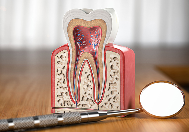 Gresham Advanced Dentistry – Tooth Anatomy Model Dental model showing tooth roots and nerves, used to explain root canal treatment in Gresham, OR