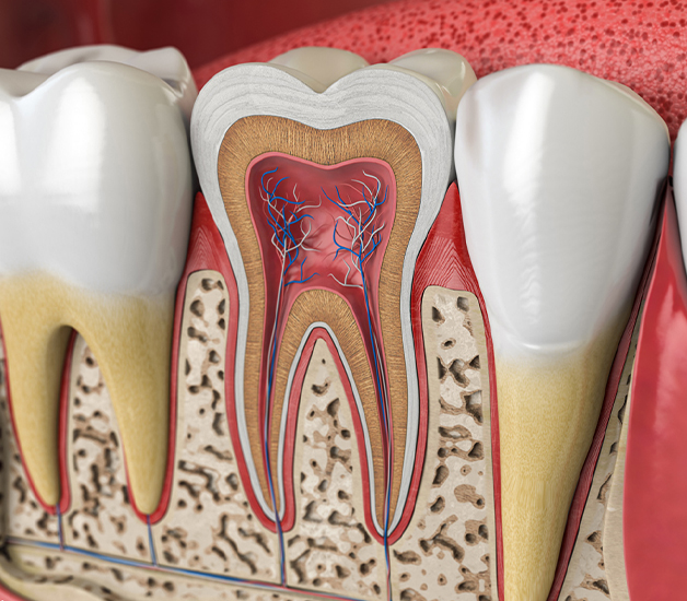 Gresham Advanced Dentistry – Root Canal Tooth Anatomy Cross-section of tooth anatomy showing the pulp treated during root canal therapy at Gresham Advanced Dentistry